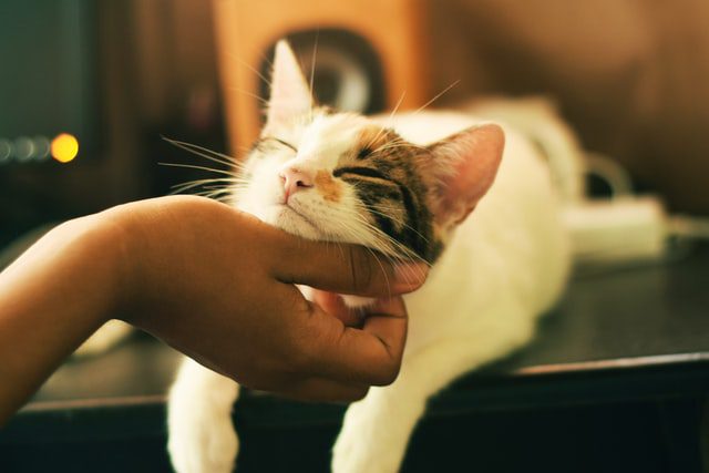 Tips for Getting a Cat to Like You!